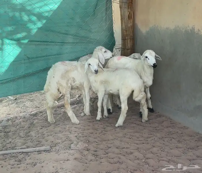 بهم حري لباني 2