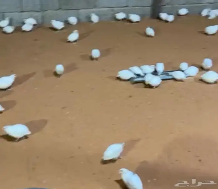 سمان تاكسس 0