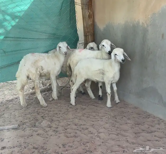 بهم حري لباني 3