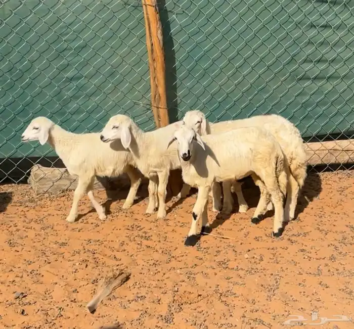 بهم حري لباني 0