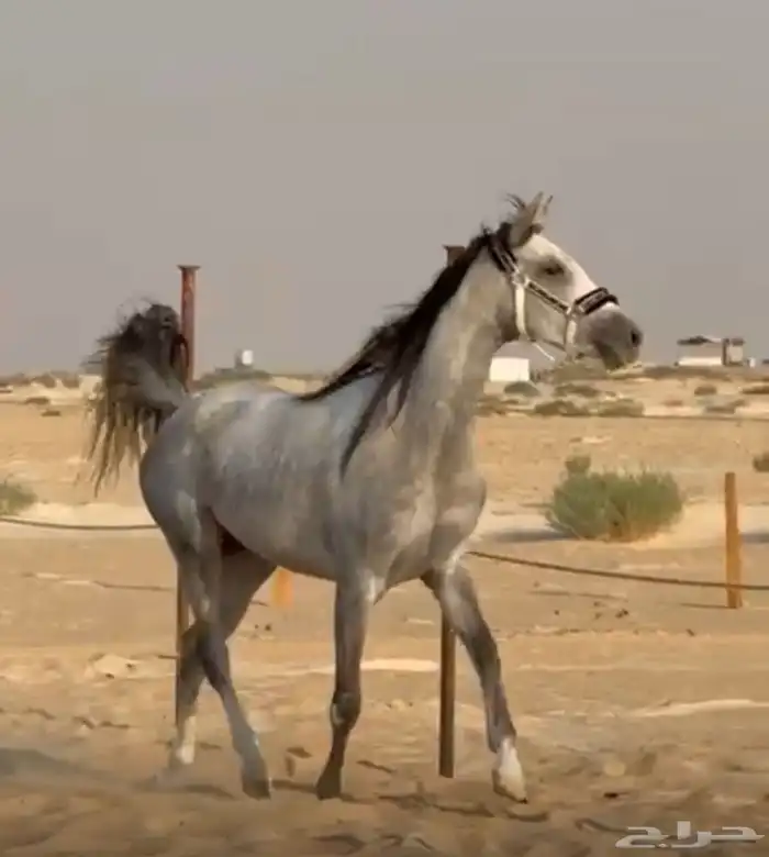 مهرة معسوفه جزيري خط فرنسي 1