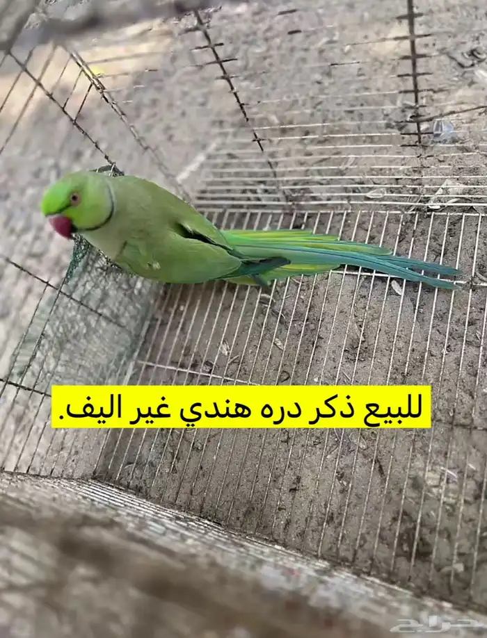 القنفذة القوز 0