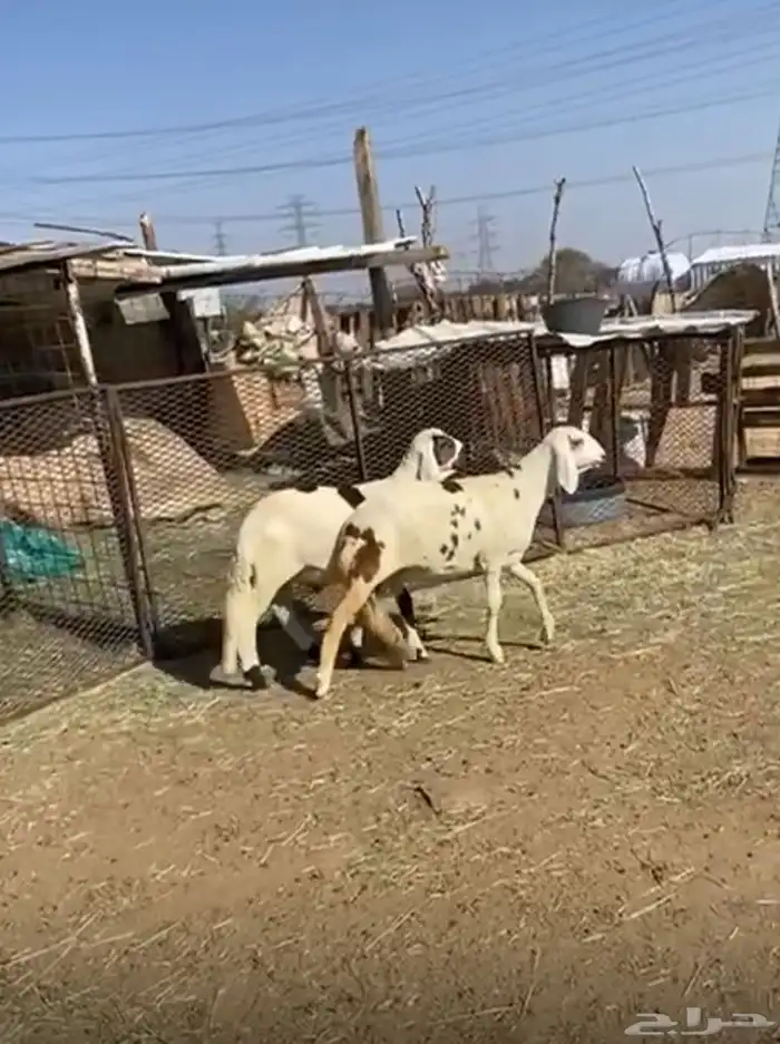 طلي ورخل سواكن تم البيع 1