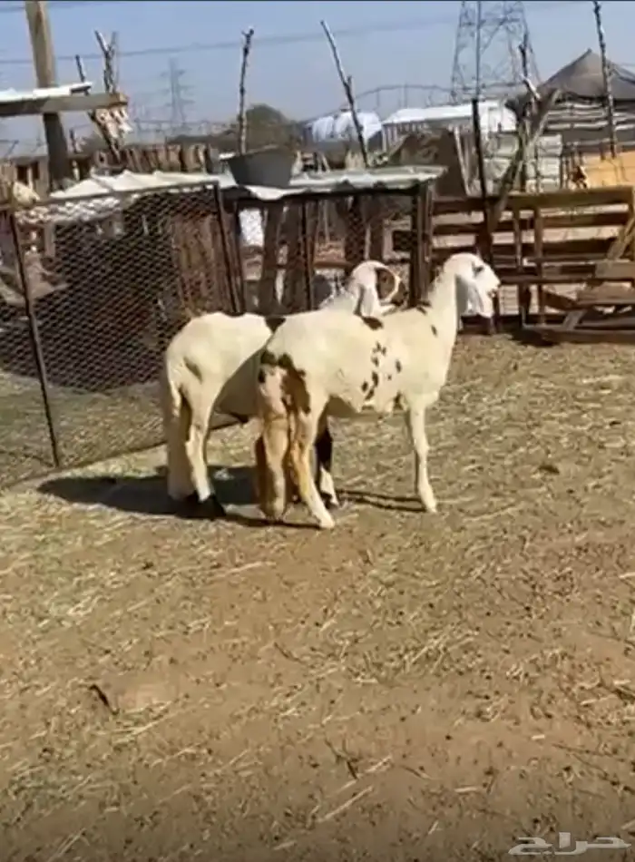 طلي ورخل سواكن تم البيع 2