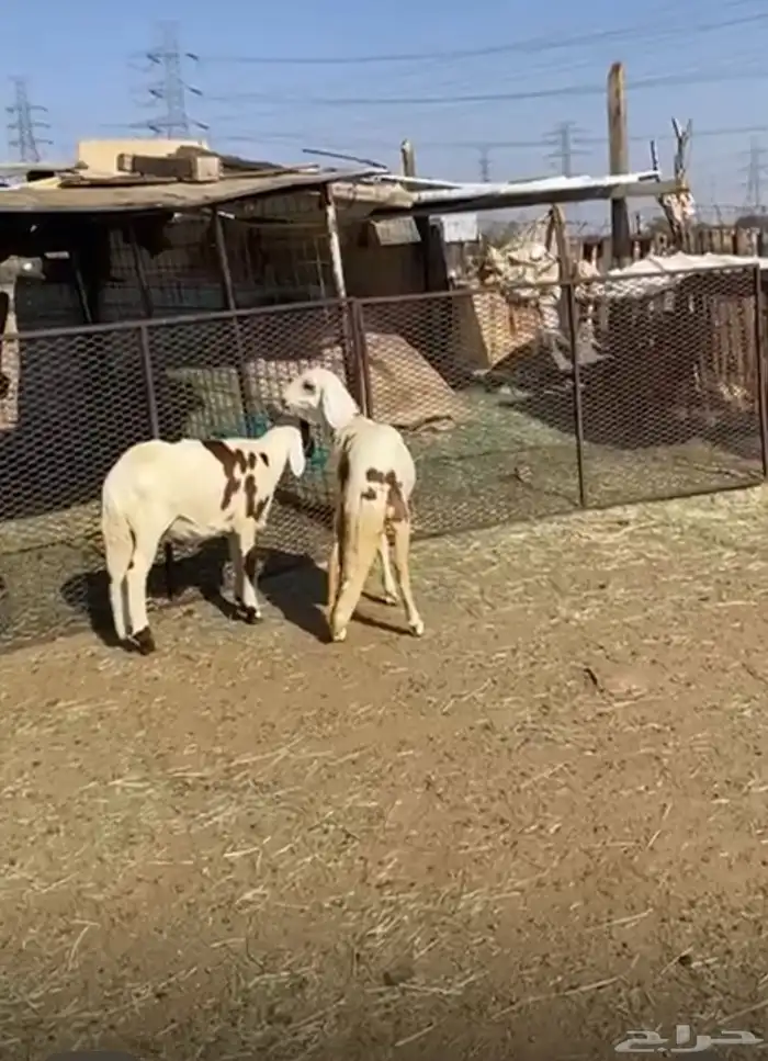 طلي ورخل سواكن تم البيع 0