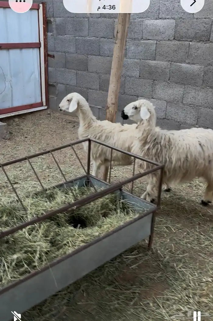 ثنتين رخال صفر سمان 1