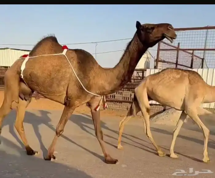 القصيم 0