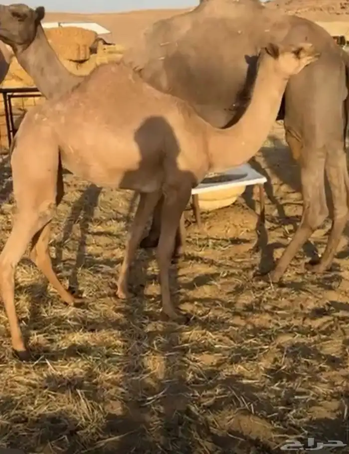للبيع بكره ماتشوف السوم خارج الموقع 3100 0