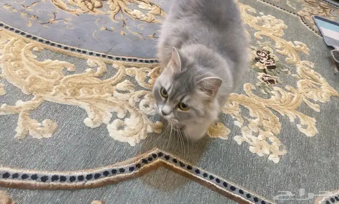 قطة للتبني لوجه الله بدون مقابل مجانا 3