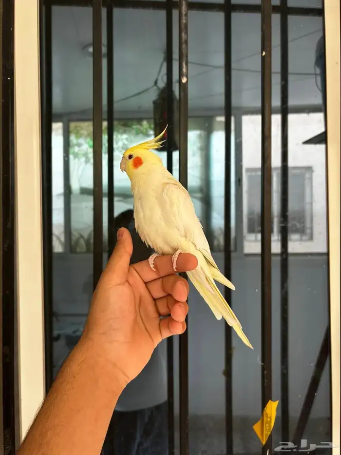 ذكر كروان لاتينو اليف ومتكلم 5