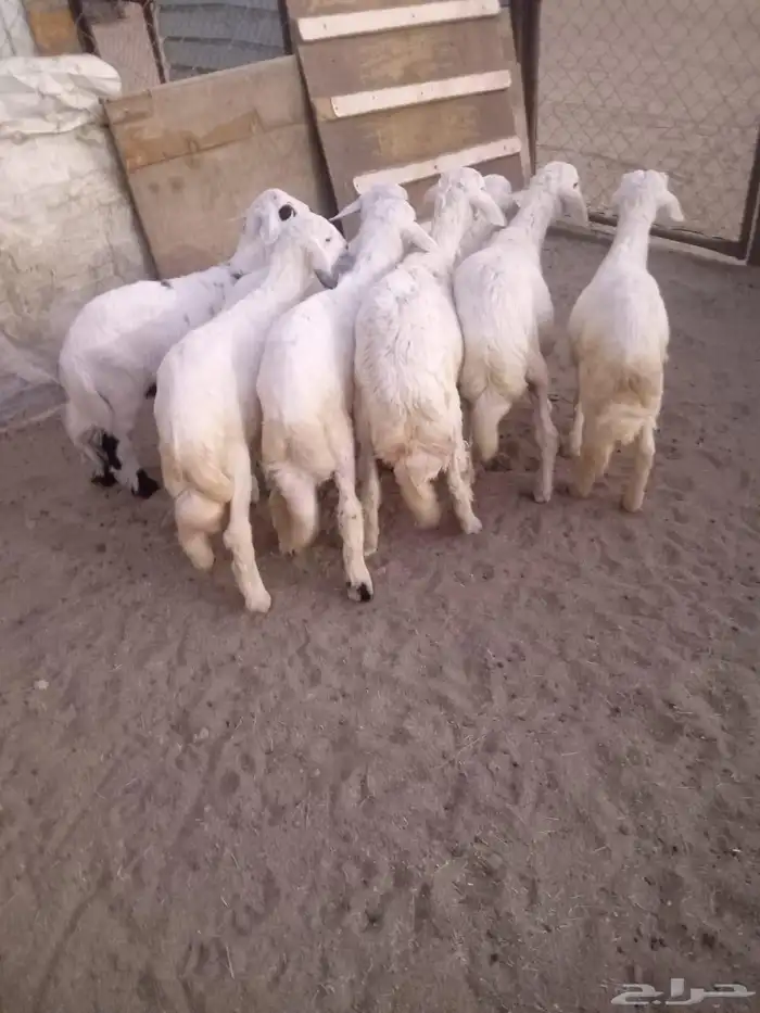 8 من البهم مرابي نظيف وسمان وشعره فيه رخل فقط 0