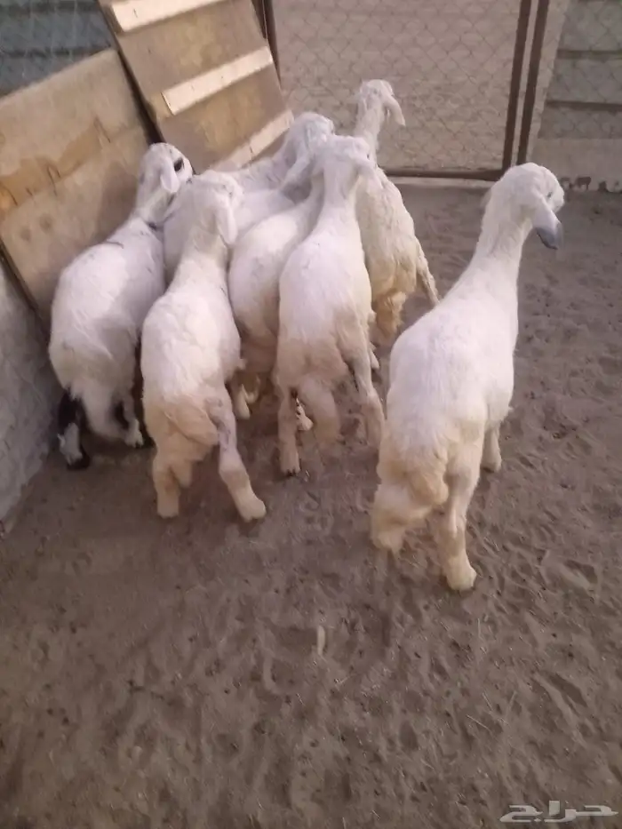 8 من البهم مرابي نظيف وسمان وشعره فيه رخل فقط 1