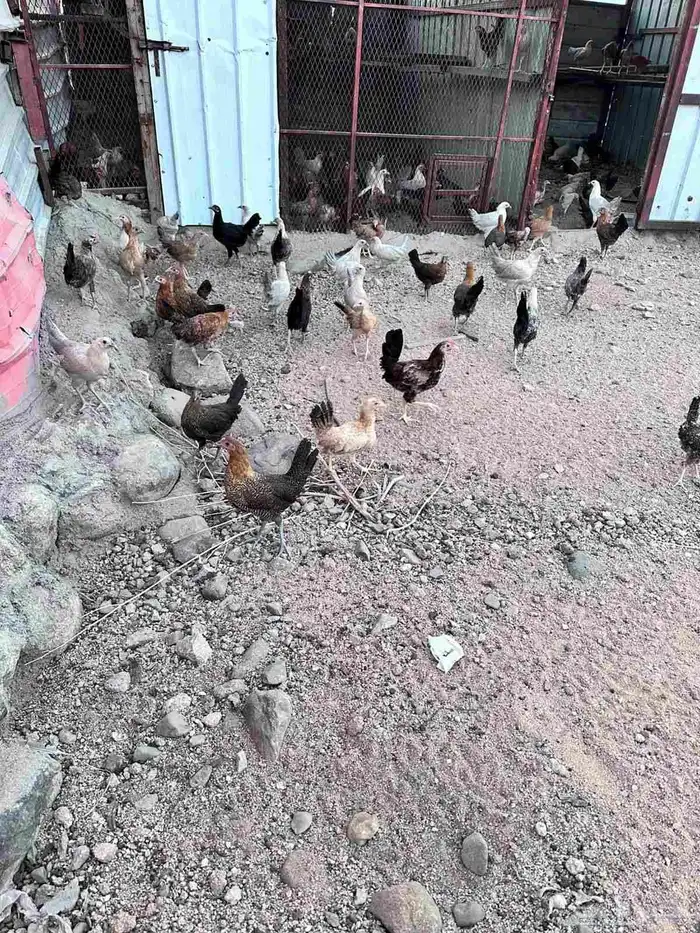 صوص بلدي وفيومي ذهبي 0