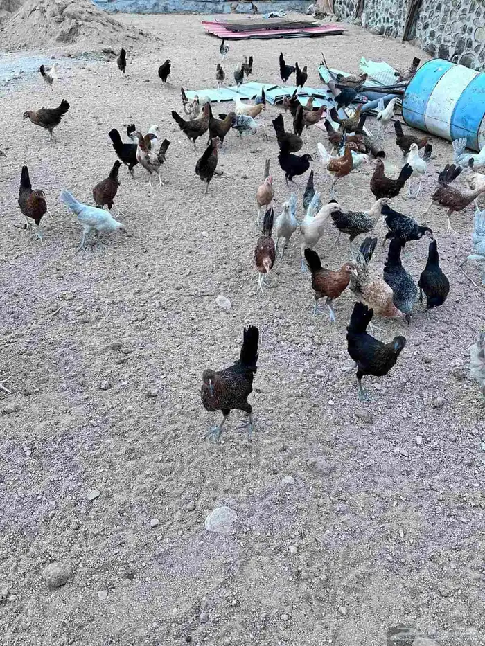 صوص بلدي وفيومي ذهبي 1