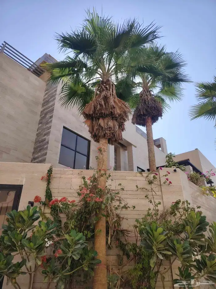 عمال النخل 0