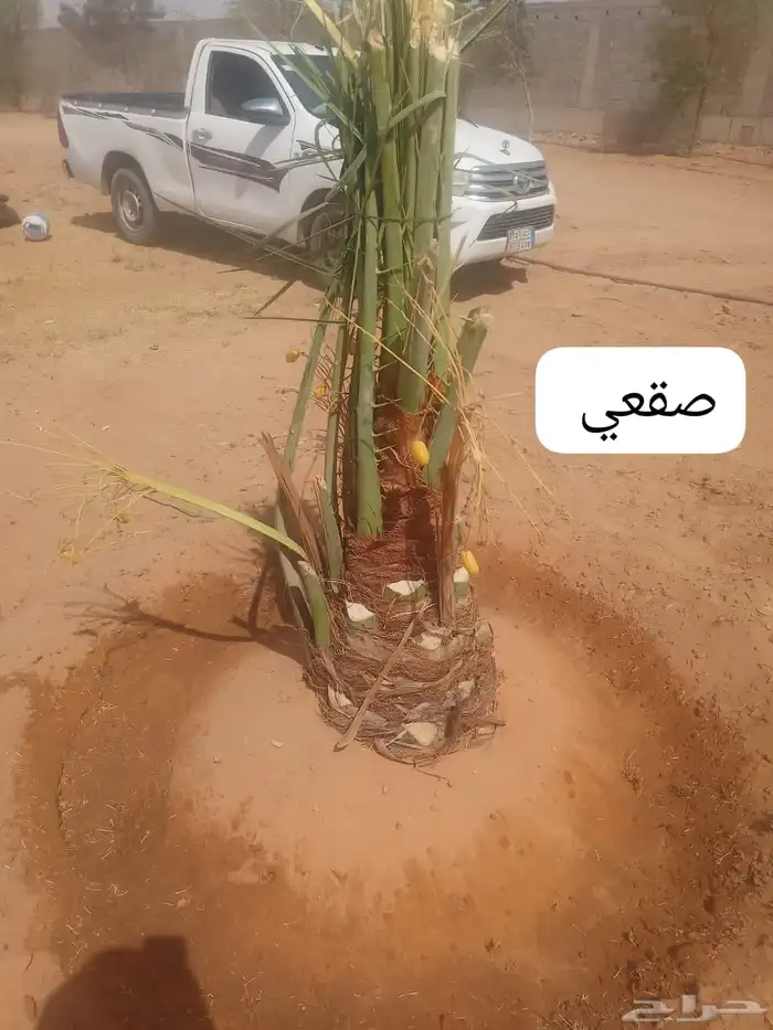 نخل اللبيع 0