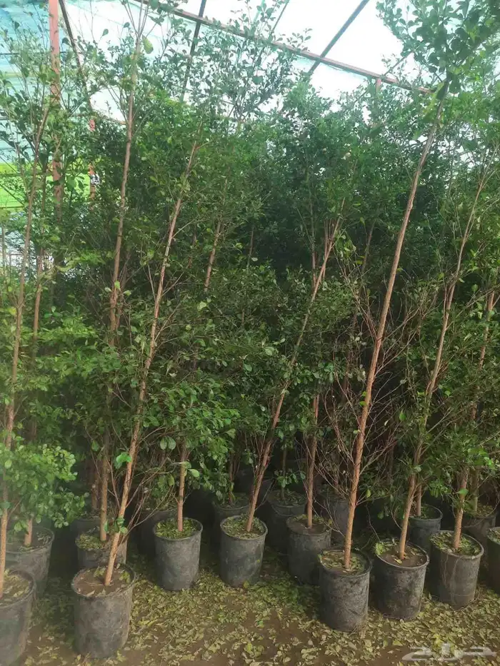 مشتل تنسيق حدائق 2