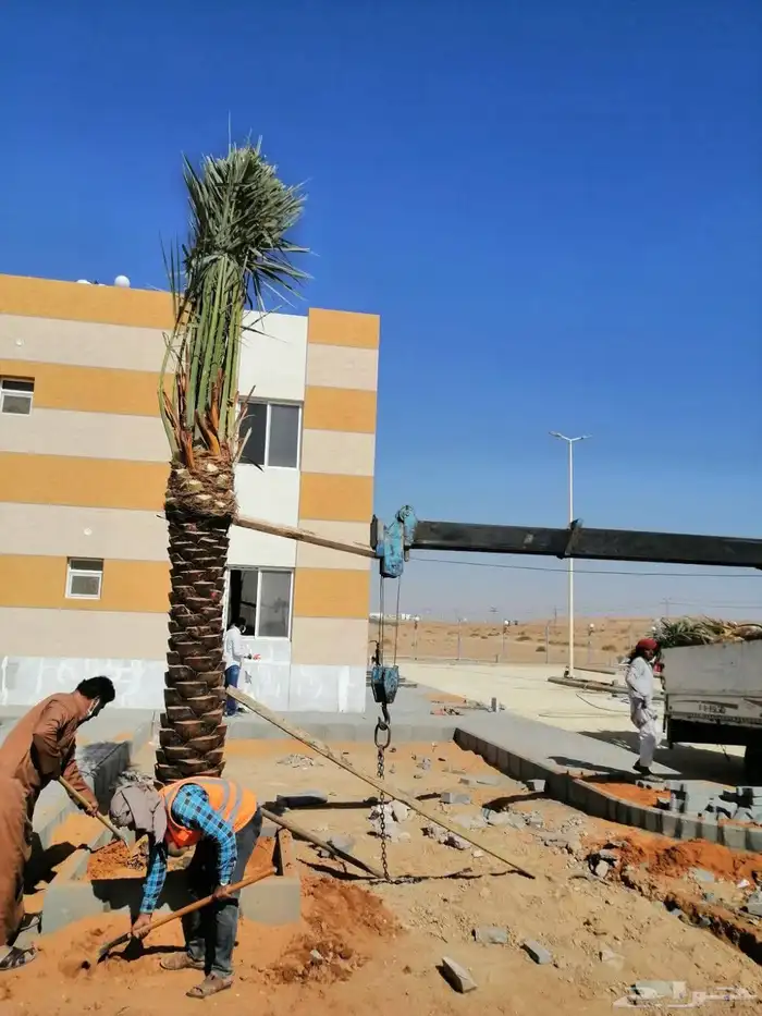 يتوفر لدينا جميع انواع النخل عربي ووشنطني للبيع ج 6