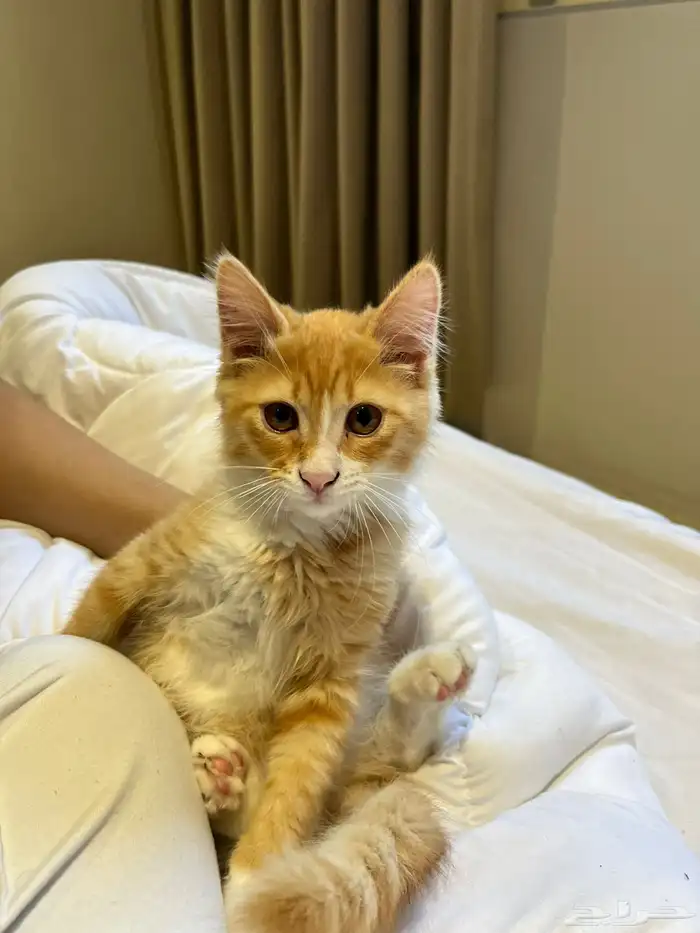 قط العمر 4 اشهر 0