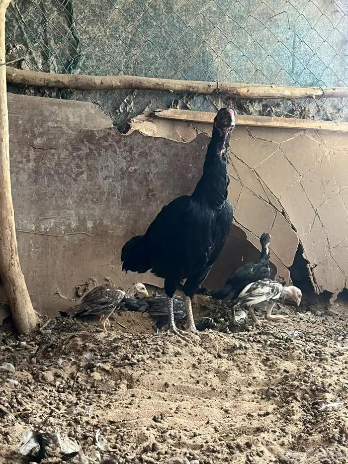 فروخ شامو الماني 0