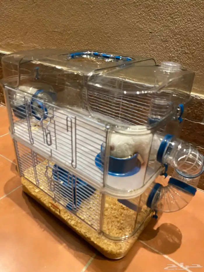 هامستر سوري ابيض ذكر وانثى وملحقاته 0