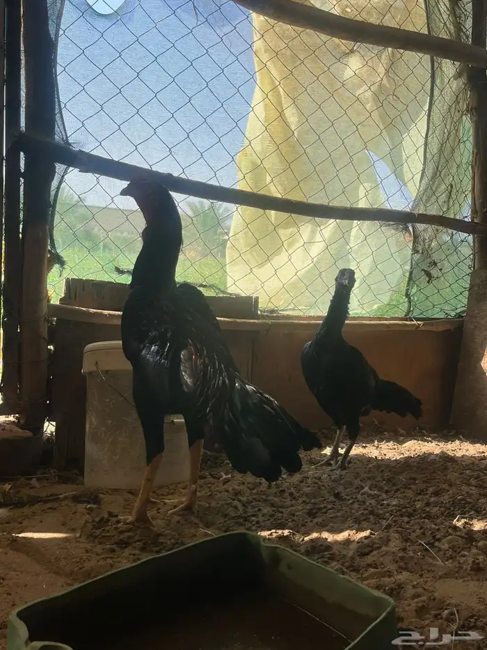 فروخ شامو الماني 6