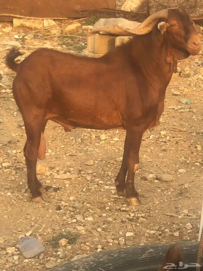 تيس فحل ادهم على جميع الشروط 2
