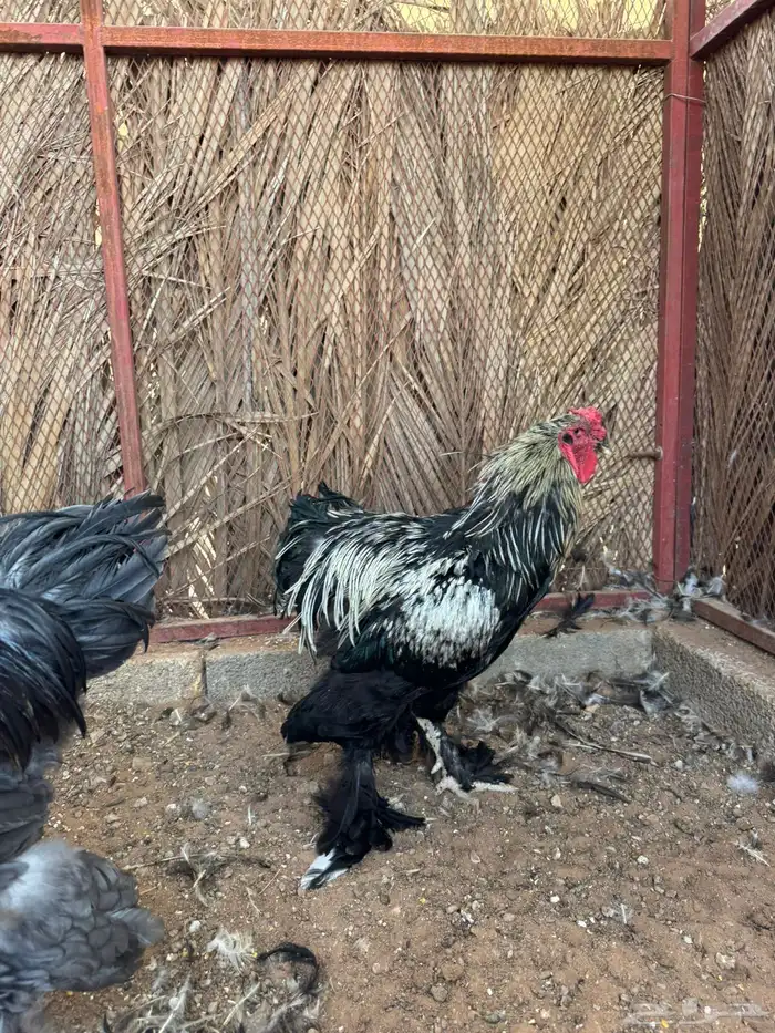 ديك براهما 1