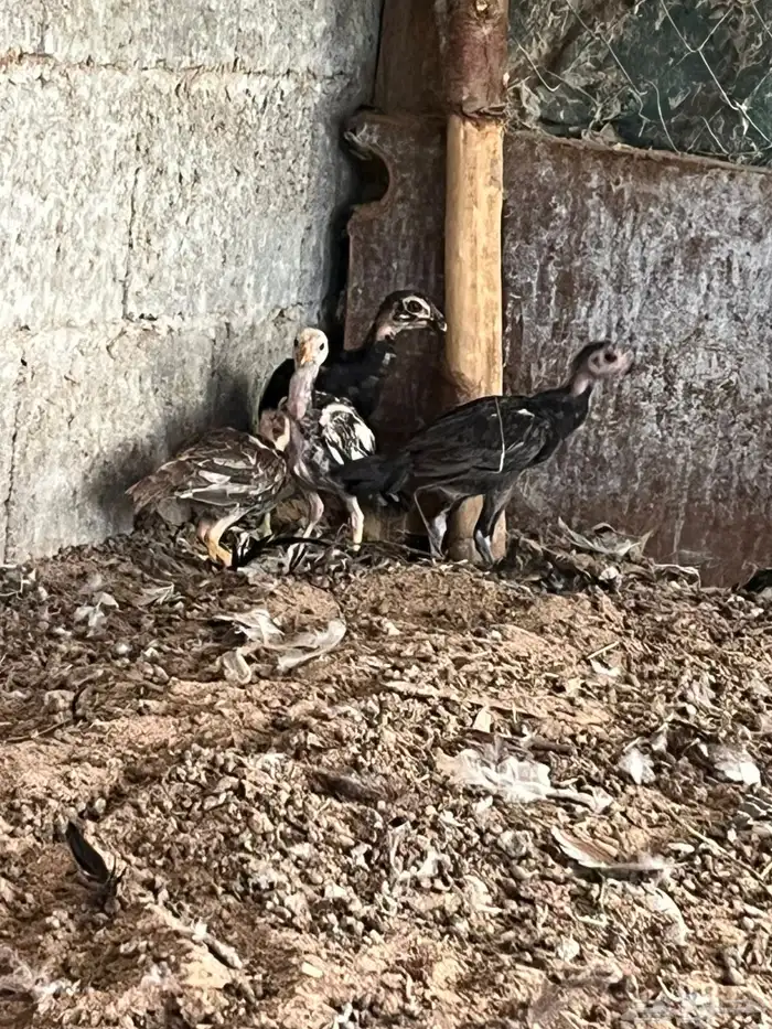 فروخ شامو الماني 2