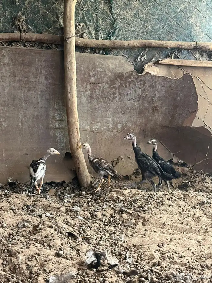 فروخ شامو الماني 1