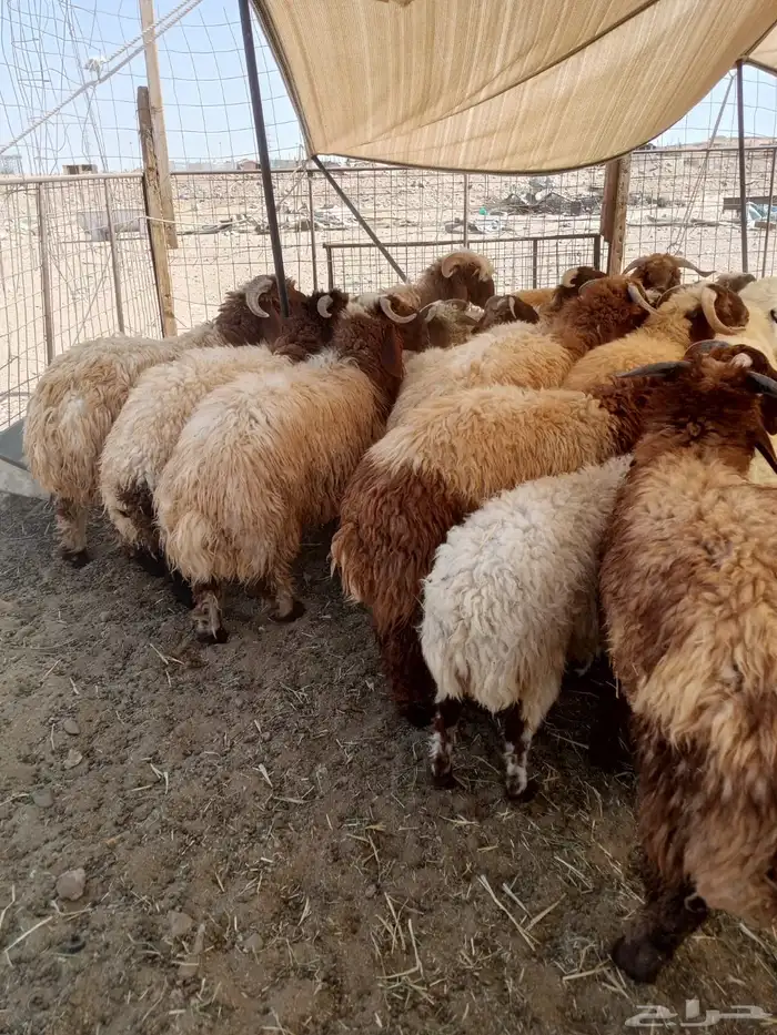 تبوك 4