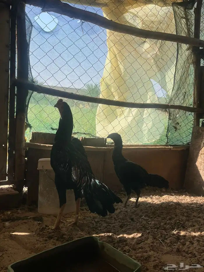 فروخ شامو الماني 5