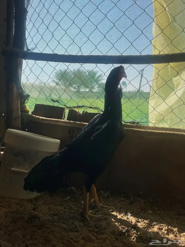 فروخ شامو الماني 4