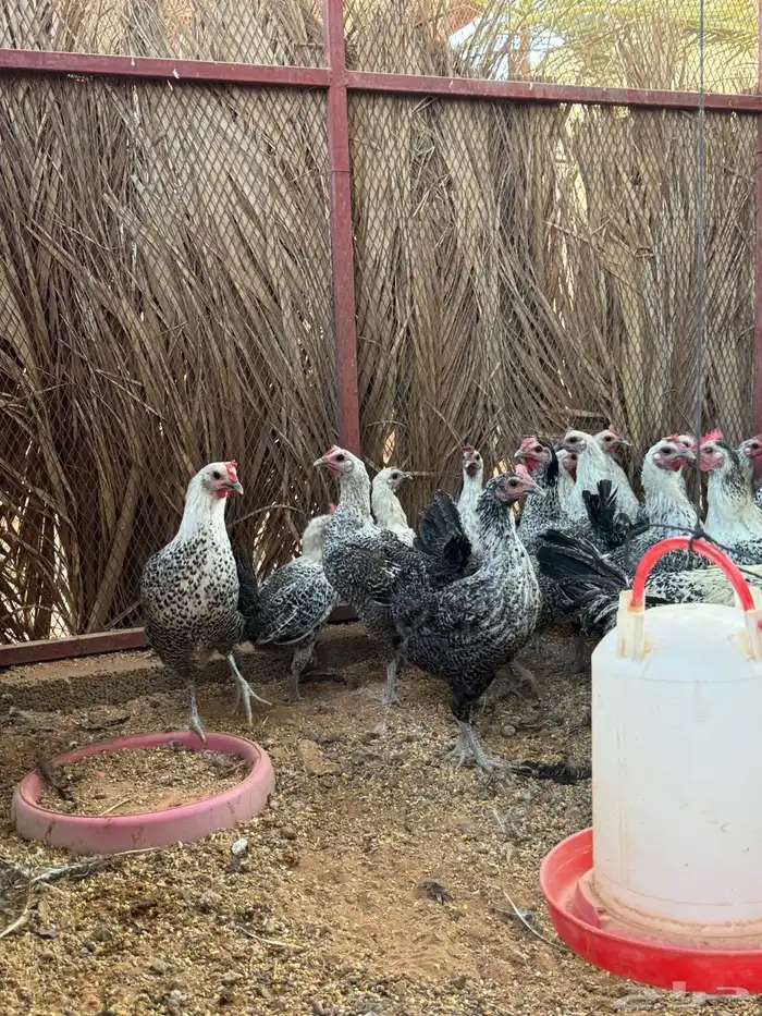 دجاج بياض فيومي وديك 2