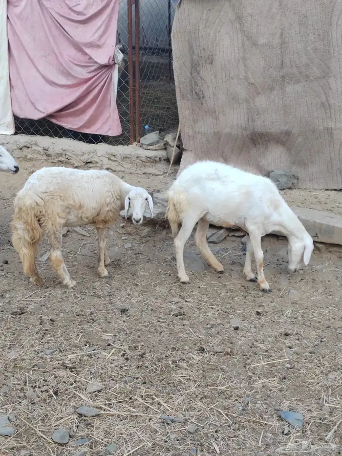 ضان وحده جذعه والثانيه ثنيه 0