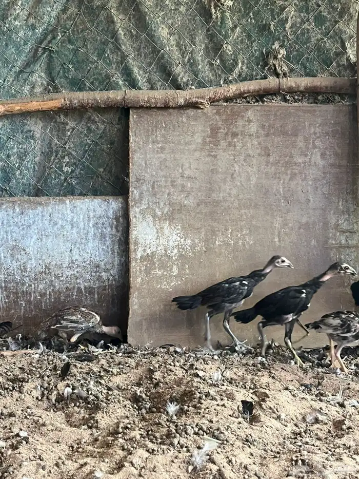 فروخ شامو الماني 8