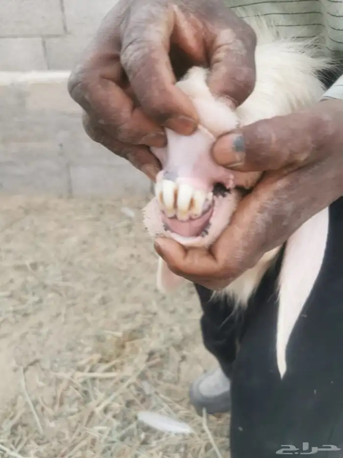 للبيع شياه متابيع كفووو ( تم البيع ) 1