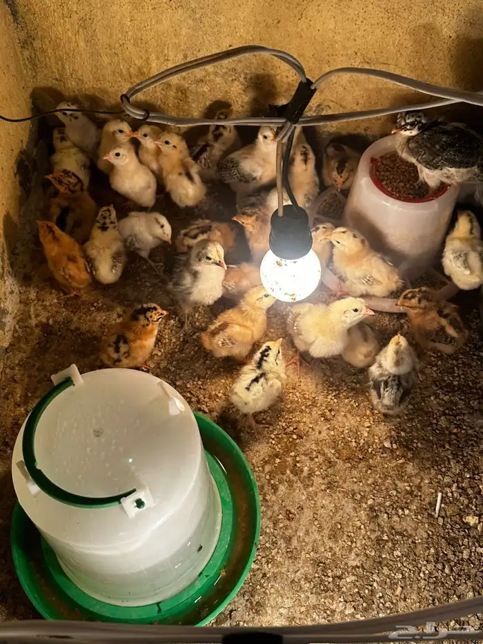 صوص بلدي للبيع (تمم البيع) 0