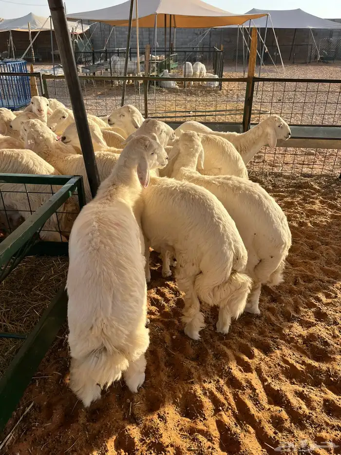 ذبايح ذبائح حري نعيم تيوس 0