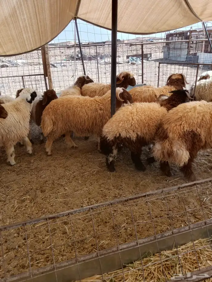 تبوك 2