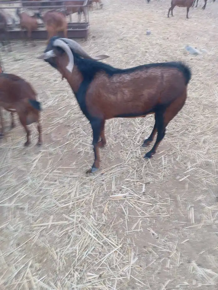 فحول بلدي100 0