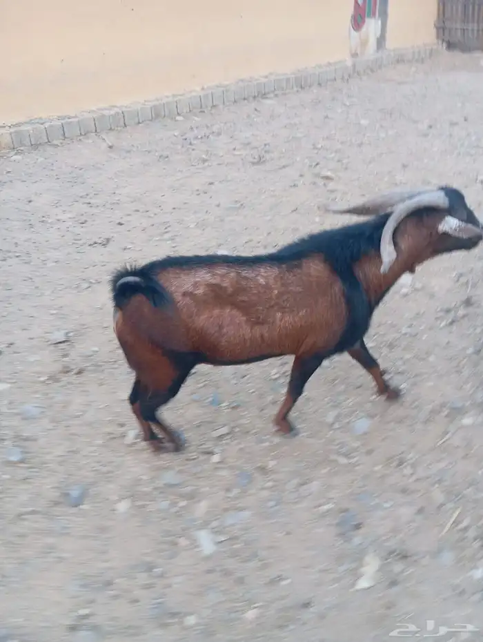 فحول بلدي100 3