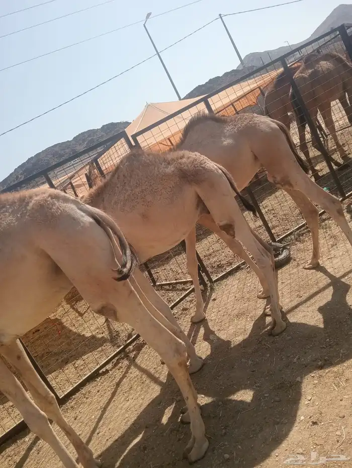 قعدان صومالي مفاريد للجمله 3