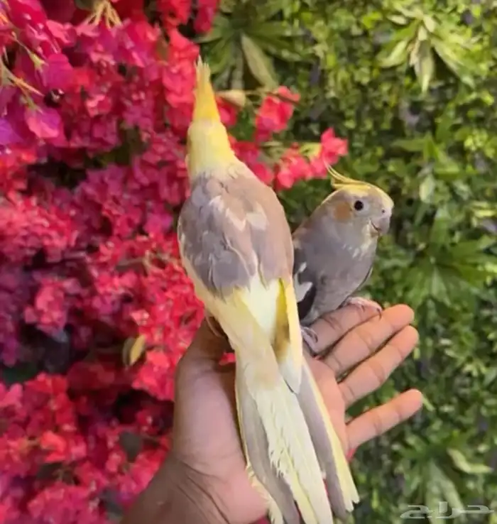 زوج كروان اليف للبيع 1