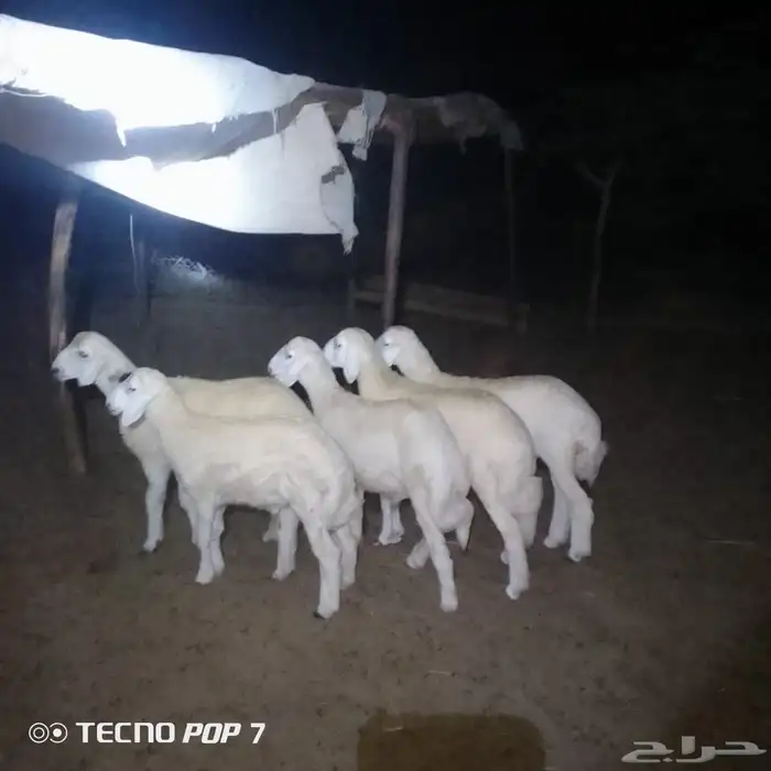 بهم تربيه على برسيم وشعير فقط اللحم زبده 1