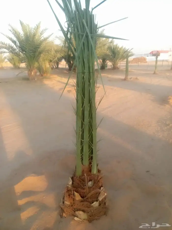 توريد نخيل اخلاص صقعي مجدول هلالي برحي 0