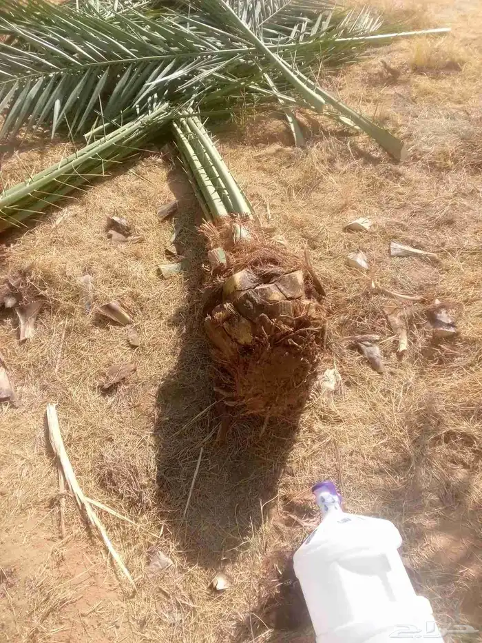 توريد نخيل اخلاص صقعي مجدول هلالي برحي 3