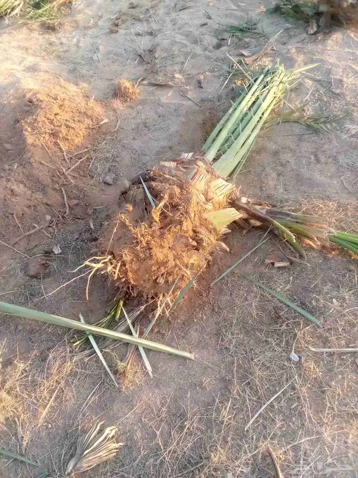 توريد نخيل اخلاص صقعي مجدول هلالي برحي 2