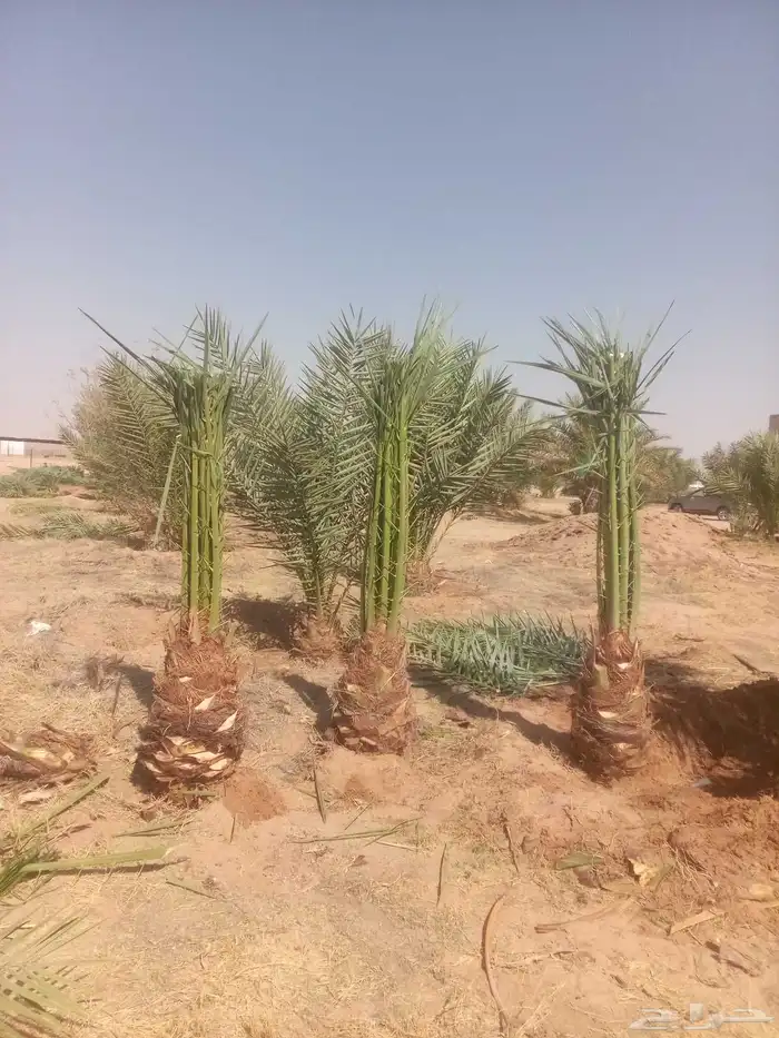 توريد نخيل اخلاص صقعي مجدول هلالي برحي 5
