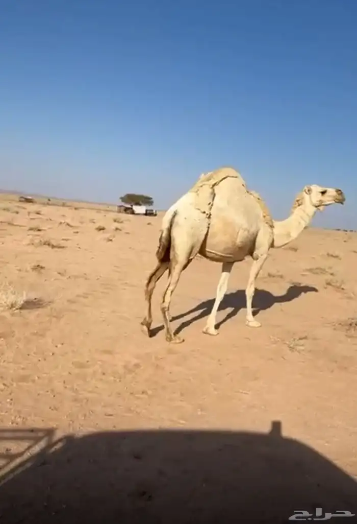 القحات للبيع 1